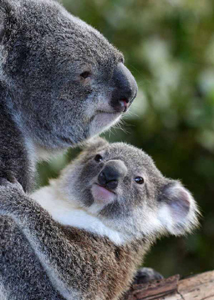 Lone Pine - Koala & Joey
