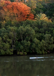Brisbane River Kayaker